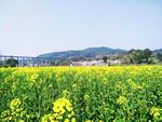 油菜田