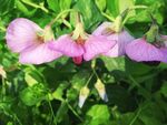 小花