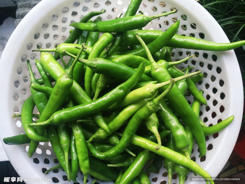 青椒