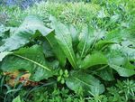 野草