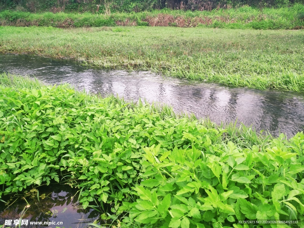 河边水草