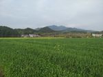 春天的田野