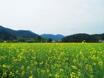 油菜