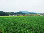 麦田