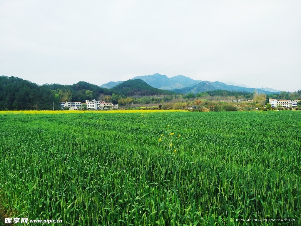 麦田