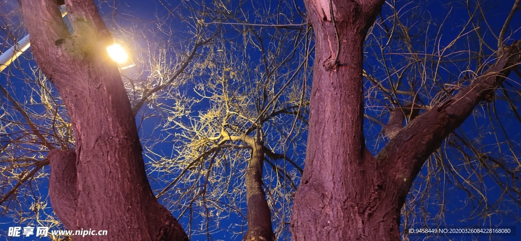树杈 树 木头 断面 灯光 蓝