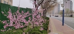 路边花草