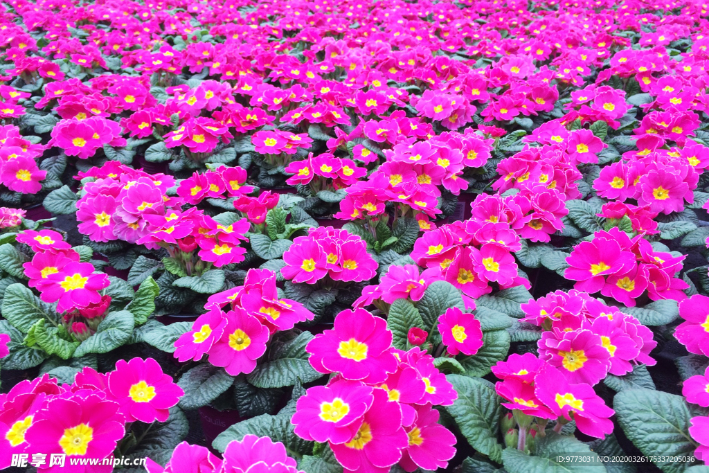 报春花