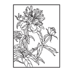 芍药