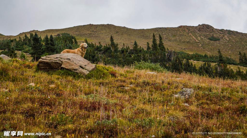 秋天山坡上的金毛犬