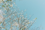 绽放的樱花
