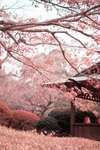 樱花树风景