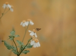 蝶恋花