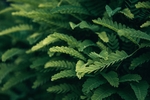 树木绿叶背景