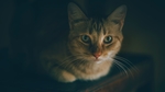 黑暗中的猫咪