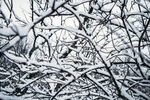 冬天树枝上的白雪