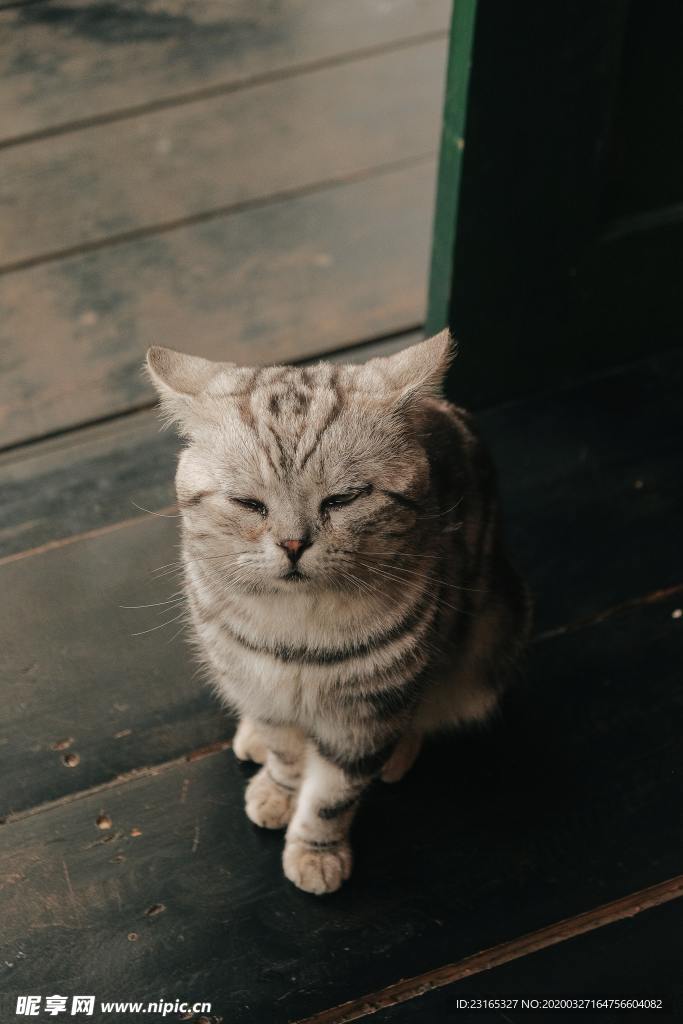 猫猫