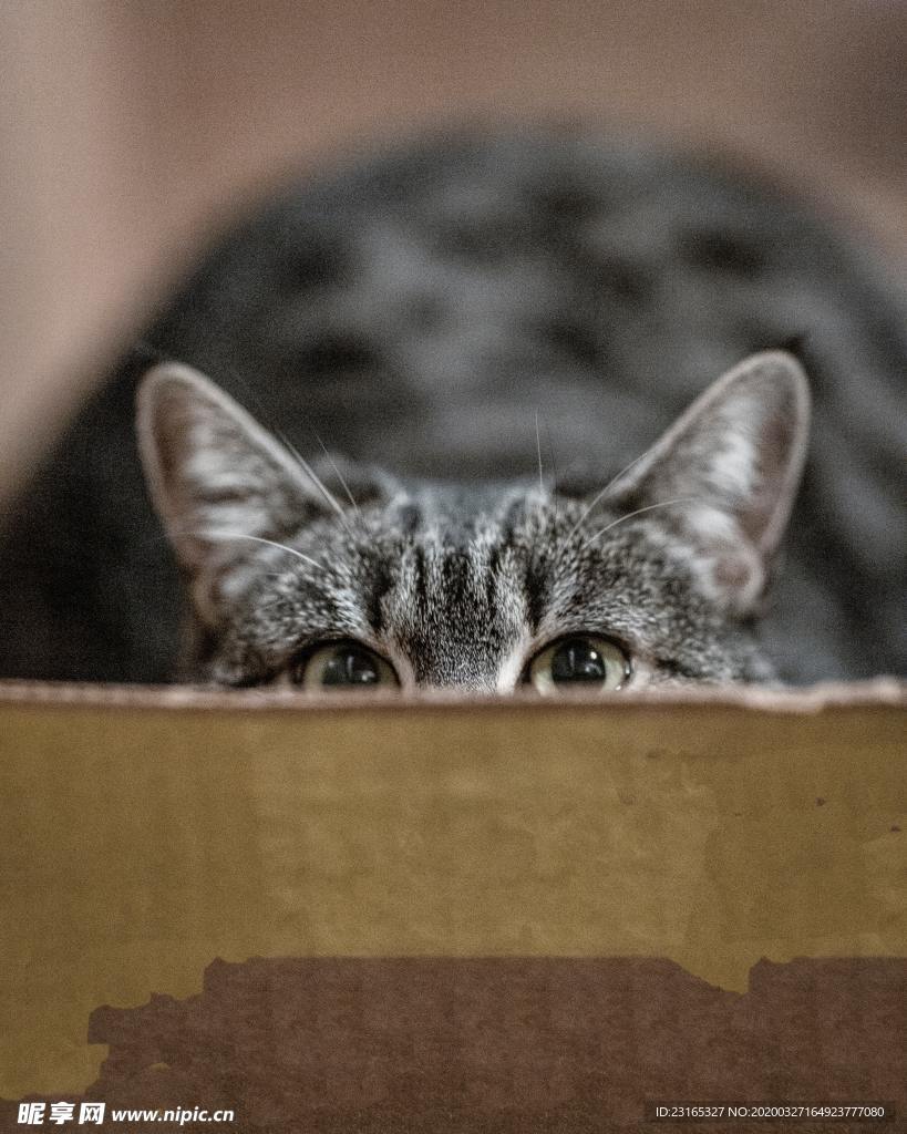 猫猫