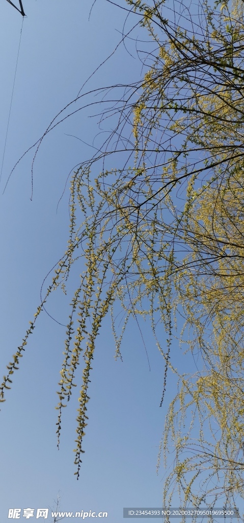 柳树