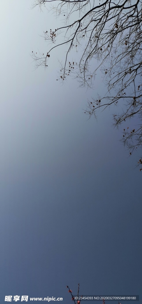 树枝