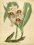 绿植植物插画素材