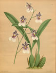 绿色植株插画