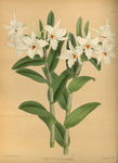 白色花朵植物插画素材