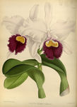 白色花草插画
