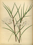植物花草插画