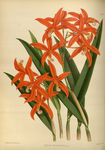 红花植物插画素材