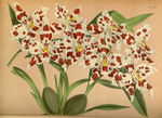 白红花植物插画素材