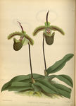 绿植植物插画素材