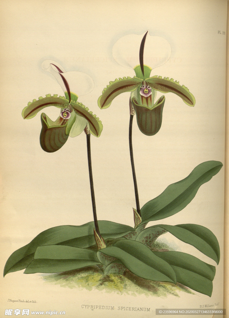 绿植植物插画素材