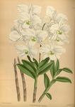 白色的花朵植物插画素材