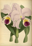 花朵植物插画素材