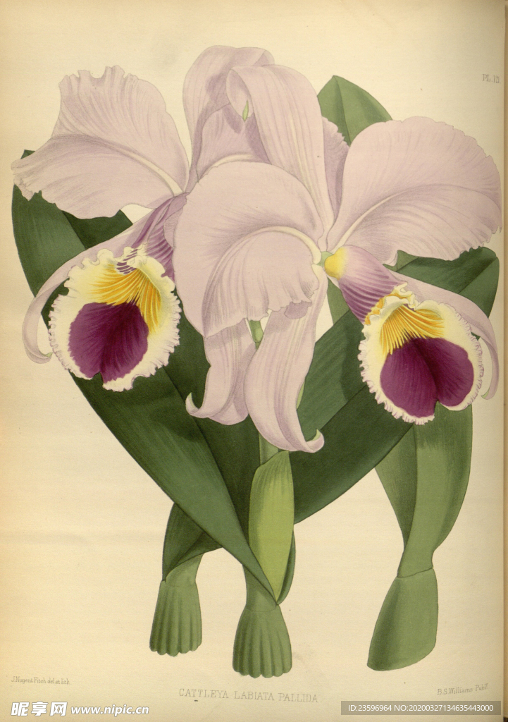 花朵植物插画素材