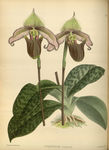 植物插画素材
