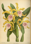 黄花植物插画素材