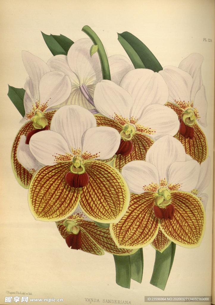 黄花植物素材插画