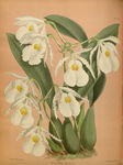 花朵绿植素材插画