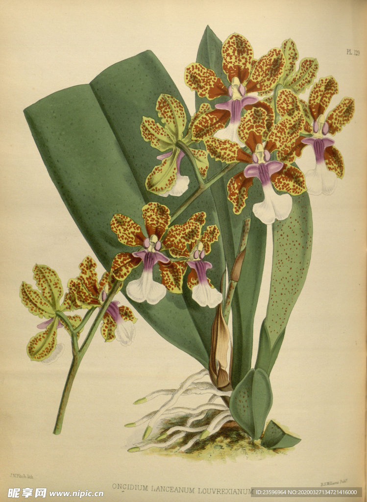 黄花植物插画素材