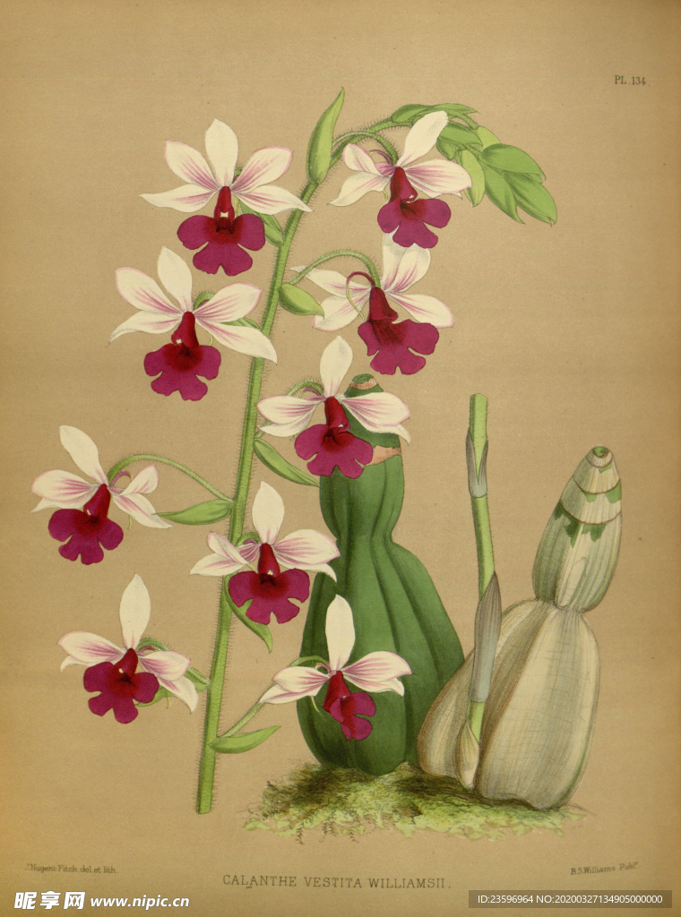 红花绿植素材插画