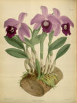 紫花插画的素材