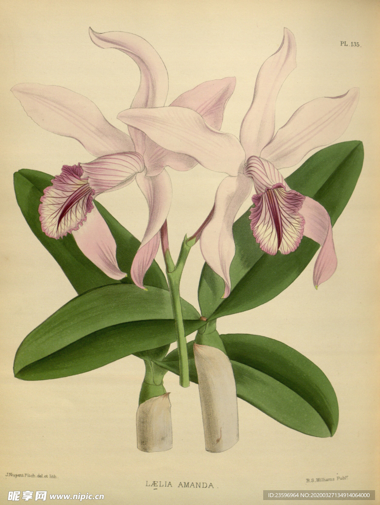 紫花绿植素材插画