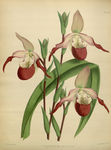 红花植物素材插画