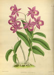 紫花插画的素材