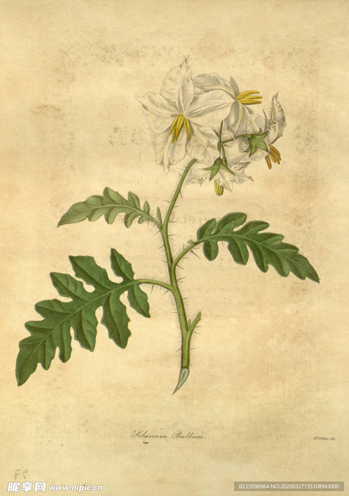 绿色的植株插画