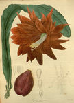花朵插画