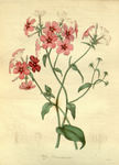 红花植物插画素材
