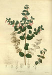 绿色植物插画